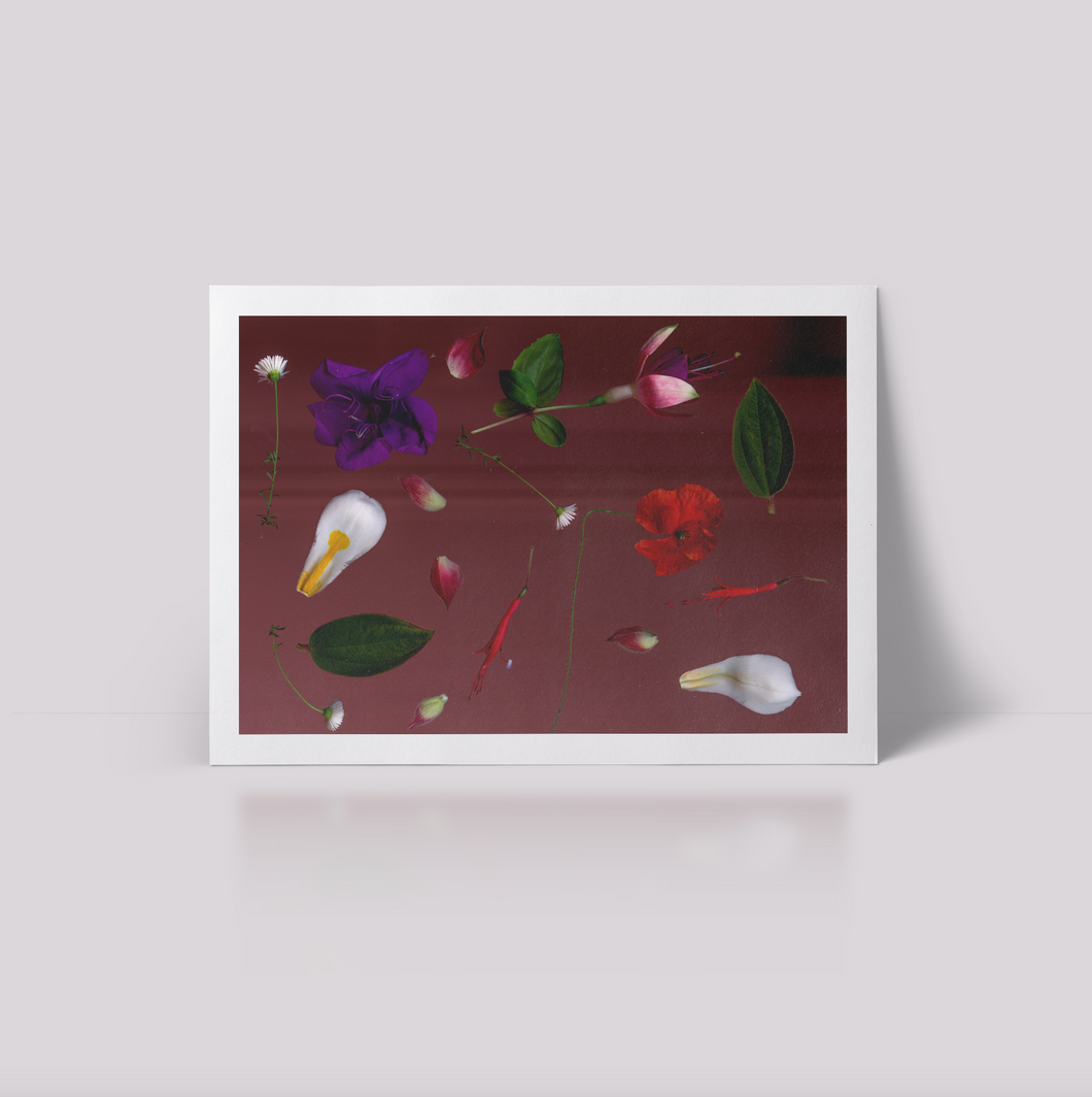 Pink Flower Dream